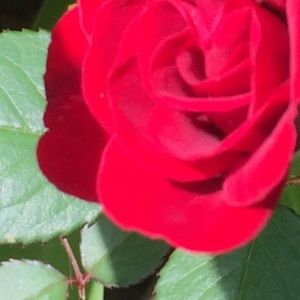 Meet your Posher, Lena